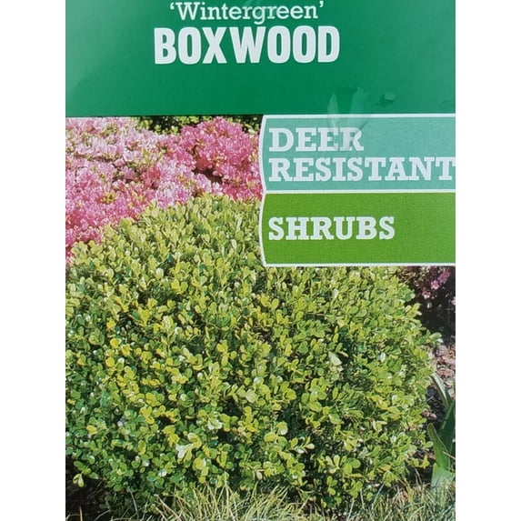 Wintergreen Boxwood (2.5 Quart) Evergreen Shrub - Full Sun Live Outdoor Plant