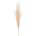thumbnail image 1 of Park Place - 12 piece Plume Stem 44" Peach, 1 of 1