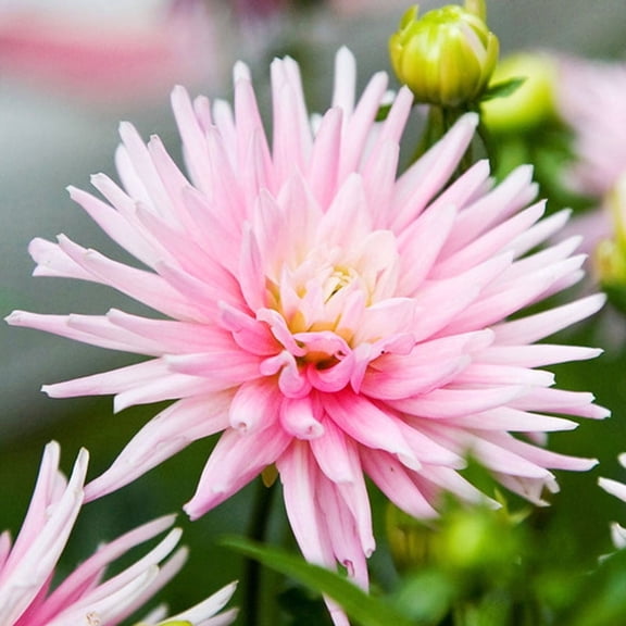 Park Princess Border Dahlia Flower Bulbs - 3 Tubers per Pack - Deer Resistant - Good as Cut Flowers - Grows Well In Containers - Easy to Grow Live Plants - Outdoor Garden