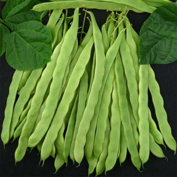 Park Seed Bean Seeds Harvest and Grow Your Own Spring Garden Vegetables, Algarve French Climbing, Pack of 100