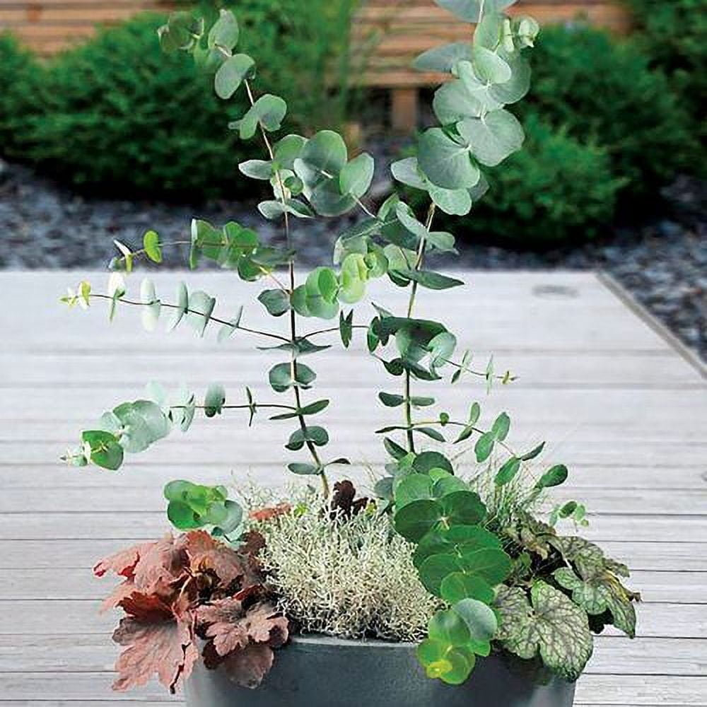 castor plant seeds Castor Bean Plant Seeds | African Mother Tree