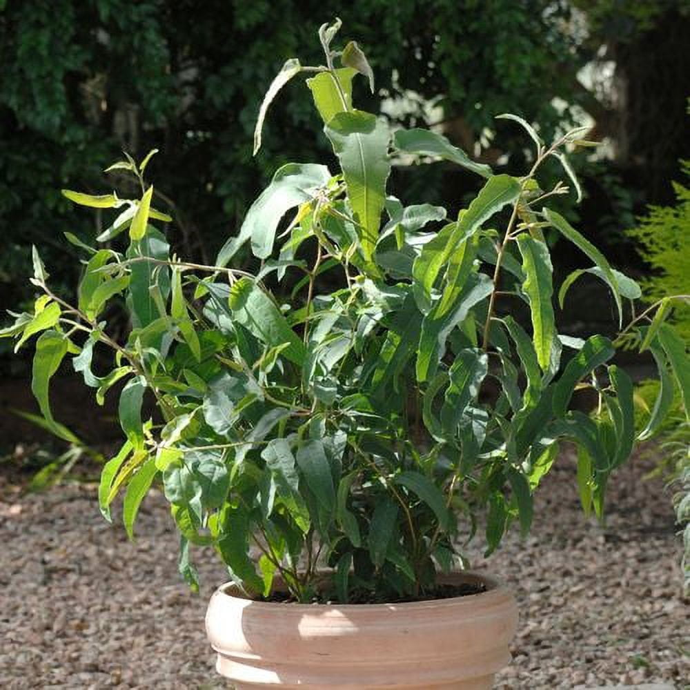 Park Seed Grow Your Own Eucalyptus Seeds Plant, Perfect for Indoor Growing and Spring Garden, Lemon Bush, Pack of 15
