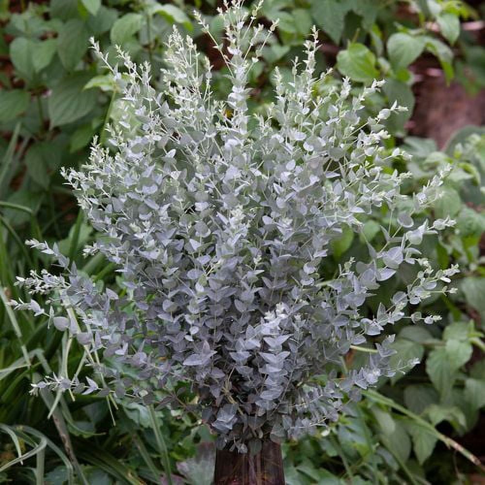 Park Seed Grow Your Own Eucalyptus Seeds Plant, Perfect for Indoor Growing and Spring Garden, Moon Lagoon, Pack of 25