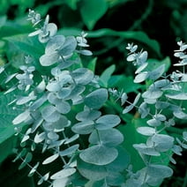 Park Seed Eucalyptus Seeds, Silver Dollar Plant, 50 Seeds per Pack