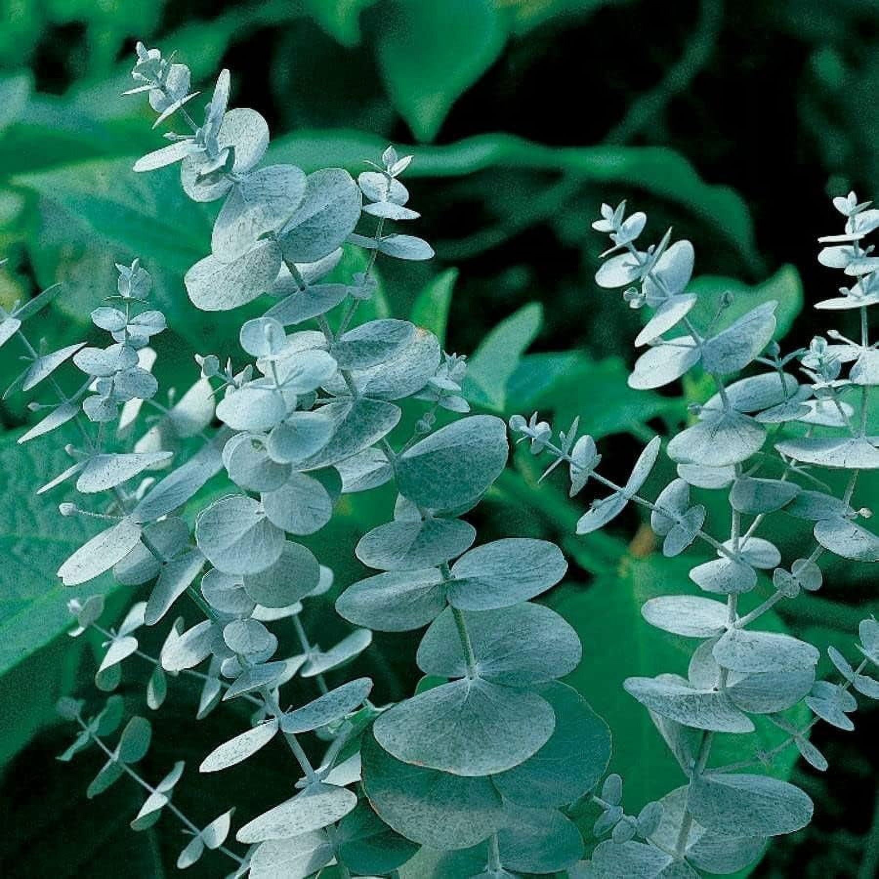 Park Seed Eucalyptus Seeds, Silver Dollar Plant, Pack of 50