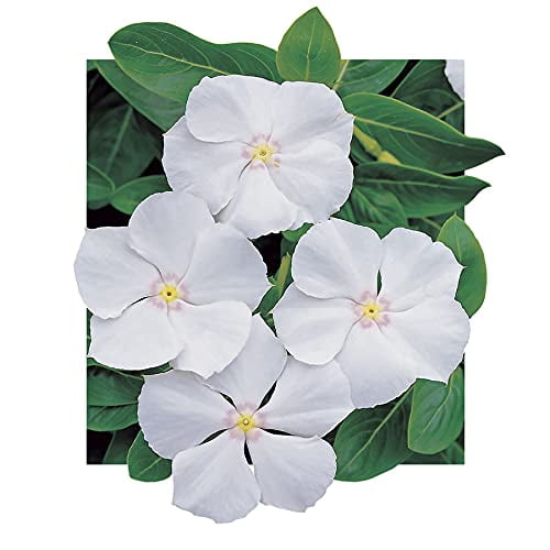 Park Seed Pacifica White MMF7 Hybrid Vinca Flower Seeds, White Bloom