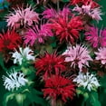 thumbnail image 1 of Park Seed Panorama Mix Bee Balm Seeds, Ultra-Colorful Fragrant Flowers, Pack of 100 Seeds, 1 of 1