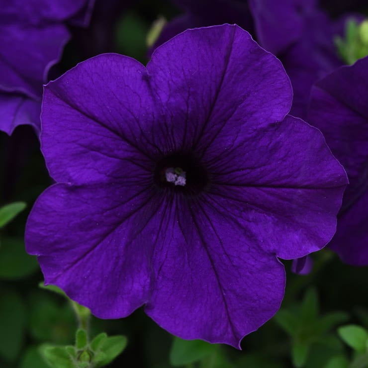 Park Seed Petunia Seeds