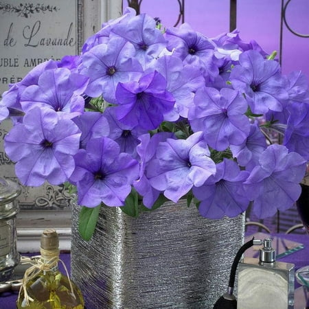 Park Seed Petunia Flowering Plant Seeds, Easy to Grow, Variety of Colors, Spring Garden, Evening Scentsation, Pack of 10