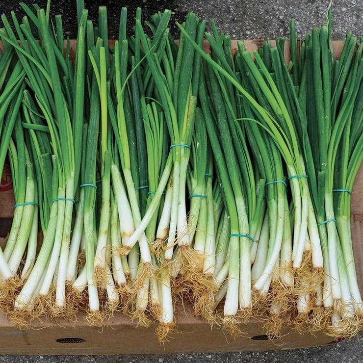 Packing Spring Onion Park Seed Variety of Onions Plant Seeds, Easy to Grow, Perfect for ...
