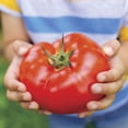 thumbnail image 1 of Park Seed Variety of Tomato Vegetable Seeds, Plant Seeds, Easy to Grow, Perfect for Harvesting, Big Beef Hybrid, Pack of 30, 1 of 1