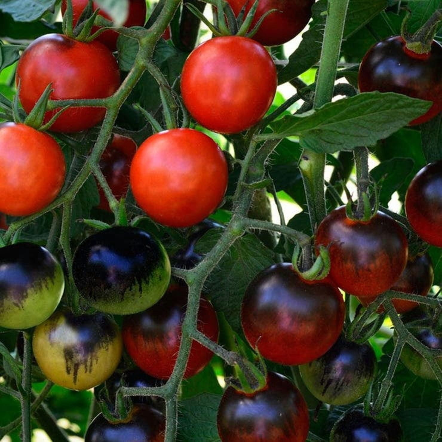 Park Seed Midnight Snack Hybrid Tomato Seeds