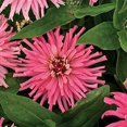 Park Seed Zinnia Flower OIF8 Plant Seeds, Easy to Grow, Perfect for
