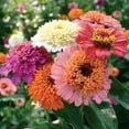thumbnail image 1 of Park Seed Zinnia Flower Plant Seeds, Easy to Grow, Perfect for Spring Garden, Candy Mix, Pack of 50, 1 of 4