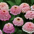 thumbnail image 1 of Park Seed Zinnia Flower Plant Seeds, Easy to Grow, Perfect for Spring Garden, Zinderella Lilac, Pack of 25, 1 of 4