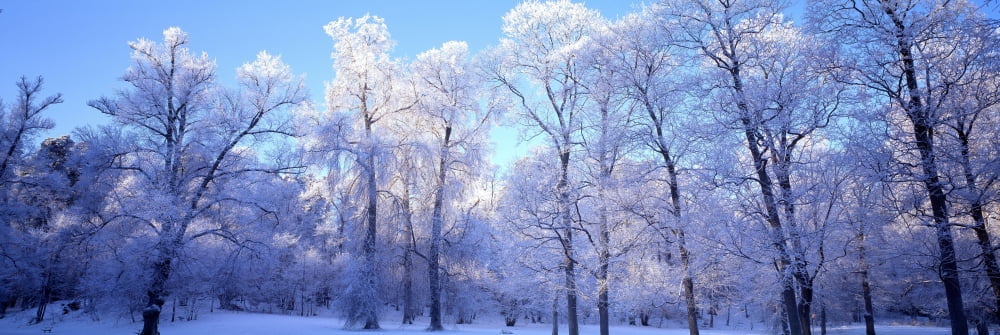 Park in Stockholm Sweden Canvas Art - Panoramic Images (6 x 18)