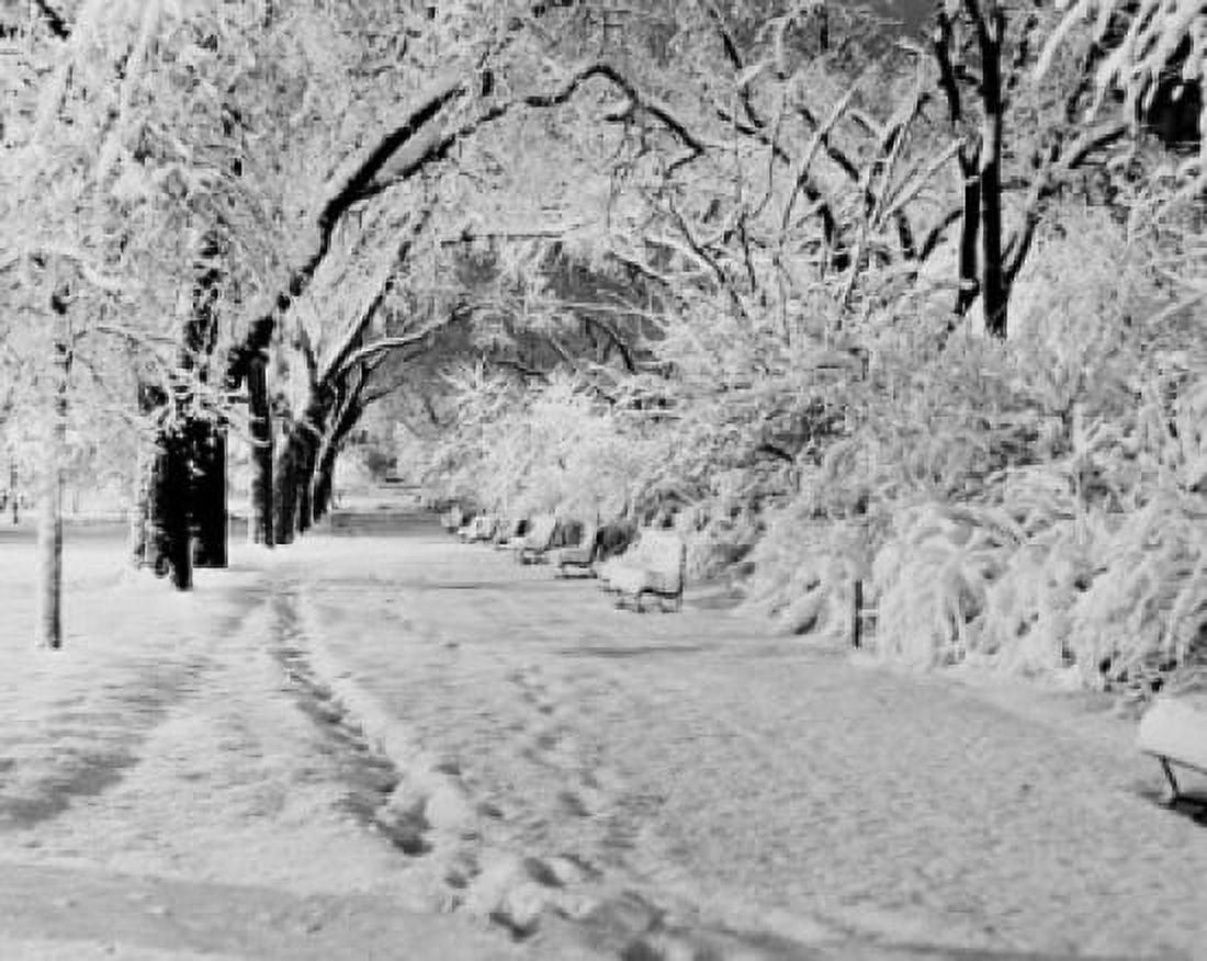 Park in winter Canvas Art - (18 x 24)