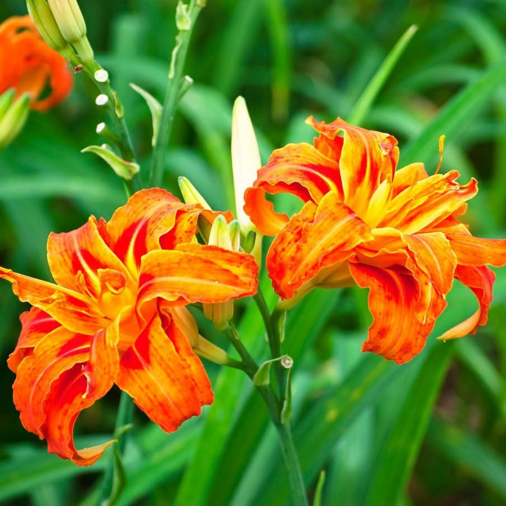 Park of 3 Orange Double Blooms Daylily Roots, Vibrant Orange Blooms for ...