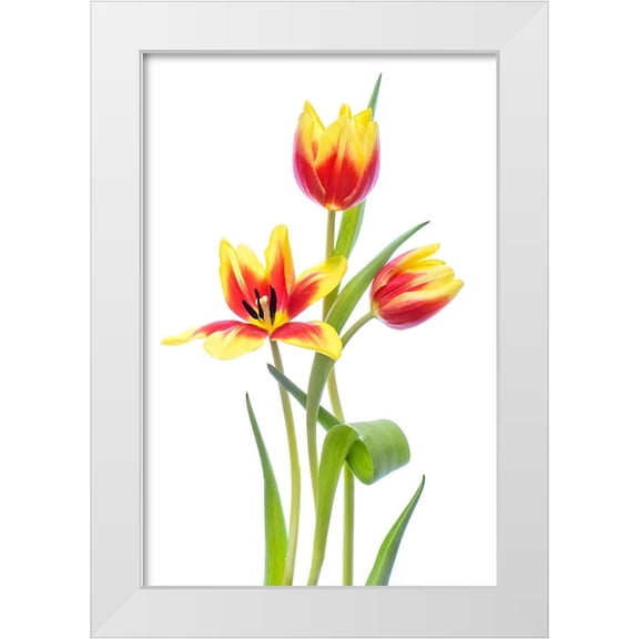 Parker, Jacky 11x14 White Modern Wood Framed Museum Art Print Titled - Spring