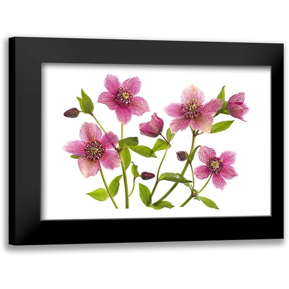 Parker, Jacky 14x11 Black Modern Framed Museum Art Print Titled - Helleborus X Hybridus Tutu
