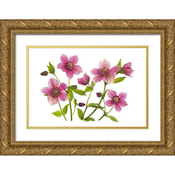 Parker, Jacky 14x11 Gold Ornate Wood Framed with Double Matting Museum Art Print Titled - Helleborus X Hybridus Tutu