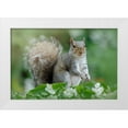 thumbnail image 1 of Parker, Jacky 18x13 White Modern Wood Framed Museum Art Print Titled - Eastern Grey Squirrel, 1 of 4