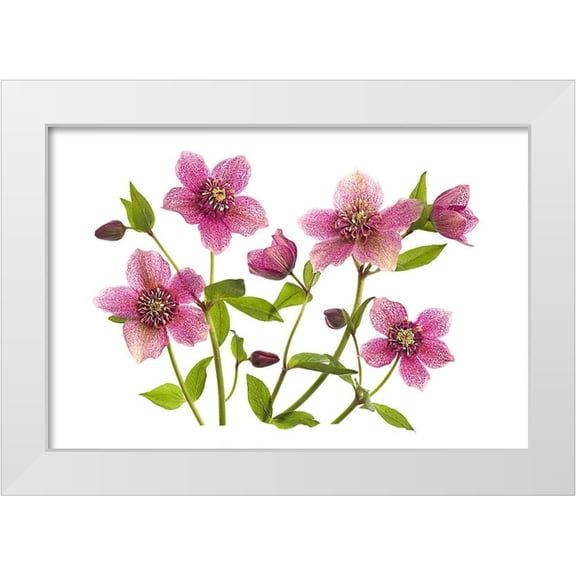 Parker, Jacky 18x13 White Modern Wood Framed Museum Art Print Titled - Helleborus X Hybridus Tutu