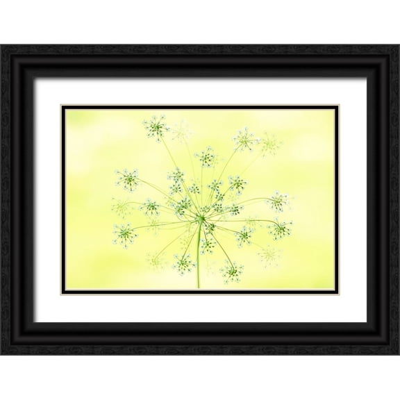 Parker, Jacky 24x17 Black Ornate Wood Framed with Double Matting Museum Art Print Titled - Queen AnneS Lace