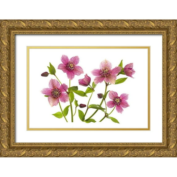 Parker, Jacky 24x17 Gold Ornate Wood Framed with Double Matting Museum Art Print Titled - Helleborus X Hybridus Tutu
