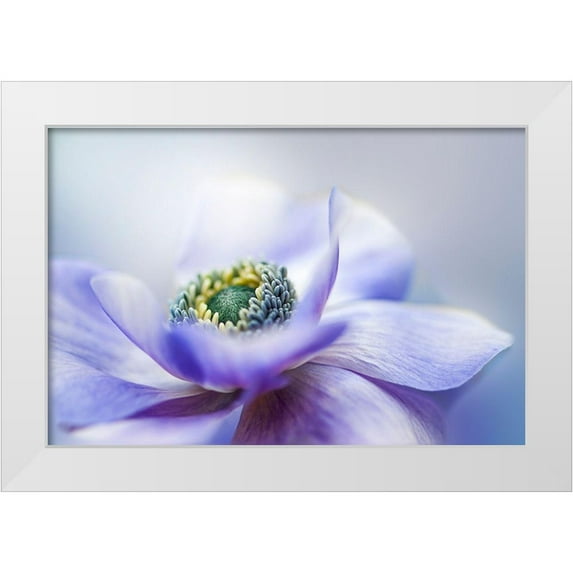 Parker, Jacky 32x23 White Modern Wood Framed Museum Art Print Titled - Anemone De Caen