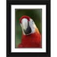 thumbnail image 1 of Parker, Susann 11x14 Black Ornate Wood Framed with Double Matting Museum Art Print Titled - Scarlet Feather, 1 of 4