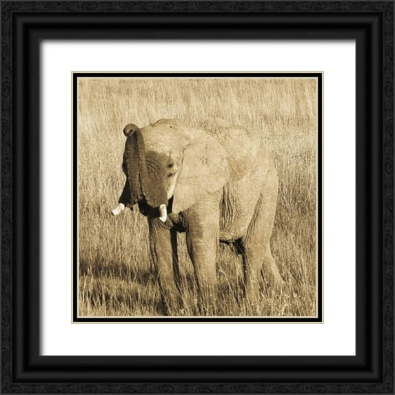 Parker, Susann 12x12 Black Ornate Wood Framed with Double Matting Museum Art Print Titled - Young Elephant