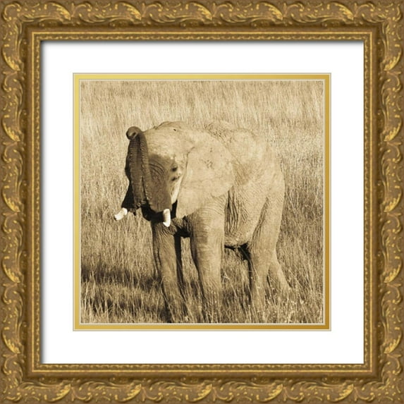 Parker, Susann 15x15 Gold Ornate Wood Framed with Double Matting Museum Art Print Titled - Young Elephant