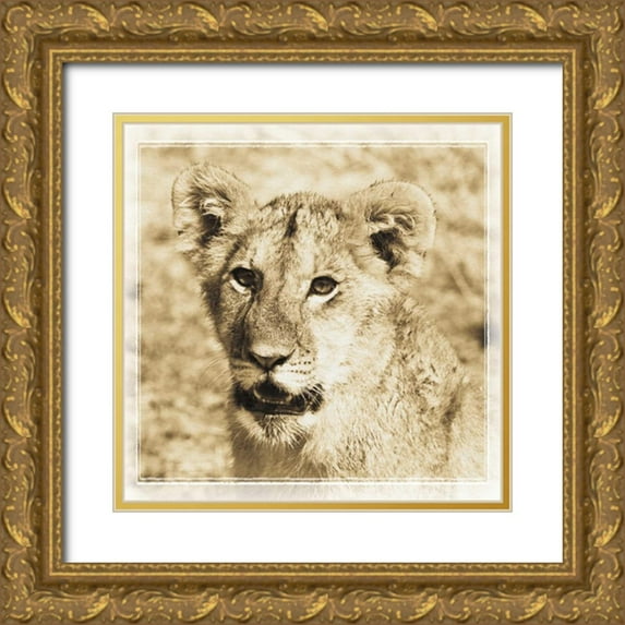 Parker, Susann 26x26 Gold Ornate Wood Framed with Double Matting Museum Art Print Titled - Young Africa Lion