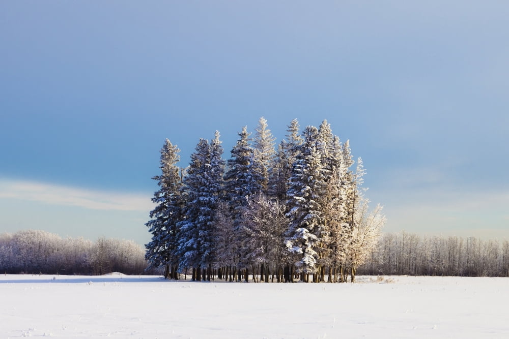 Parkland County Alberta Canada A Cluster Of Trees In A Field Covered In Snow In Winter Canvas Art - Steve Nagy  Design Pics (19 x 12)