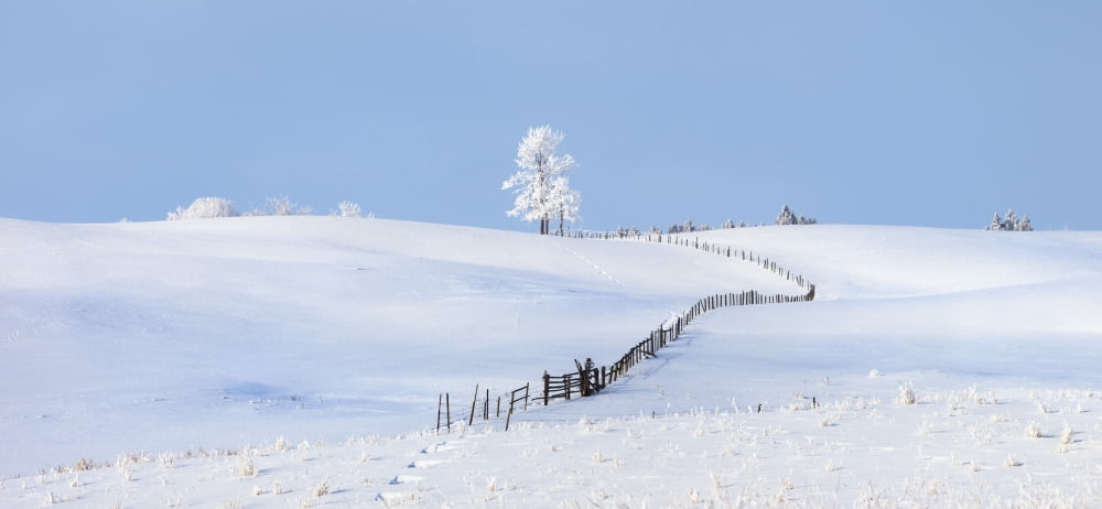 Parkland County Alberta Canada A Tree And Fence In A Snow Covered Field In Winter Canvas Art - Steve Nagy Design Pics (22 x 10)