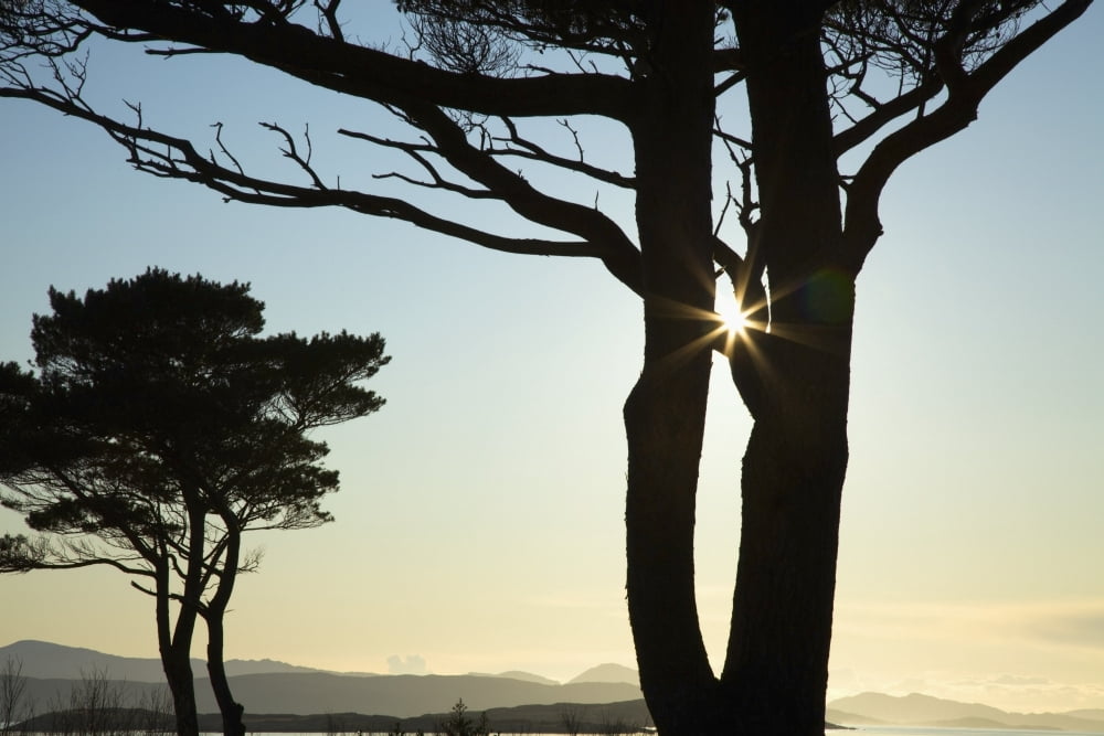 Parknasilla County Kerry Ireland Silhouette Of Trees With The Sunlight Beaming Through The Branches Canvas Art - Peter Zoeller Design Pics (36 x 24)
