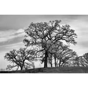 Parkside Canvas Art - Denise Romita 24 x 36