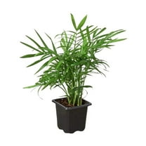 Parlor Palm, 3" Pot, Indoor Houseplant, Easy Care, Live Plant for Indoor & Outdoor