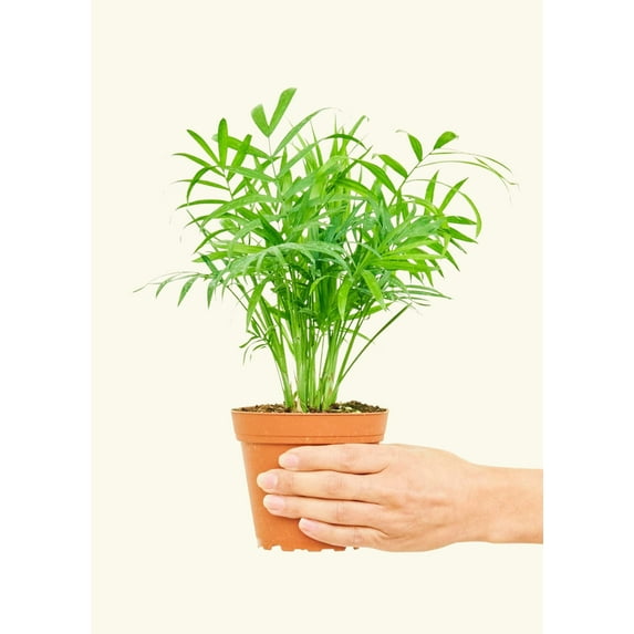 Parlor Palm - Chamaedorea Elegans Live Green Plant in 4" Pot