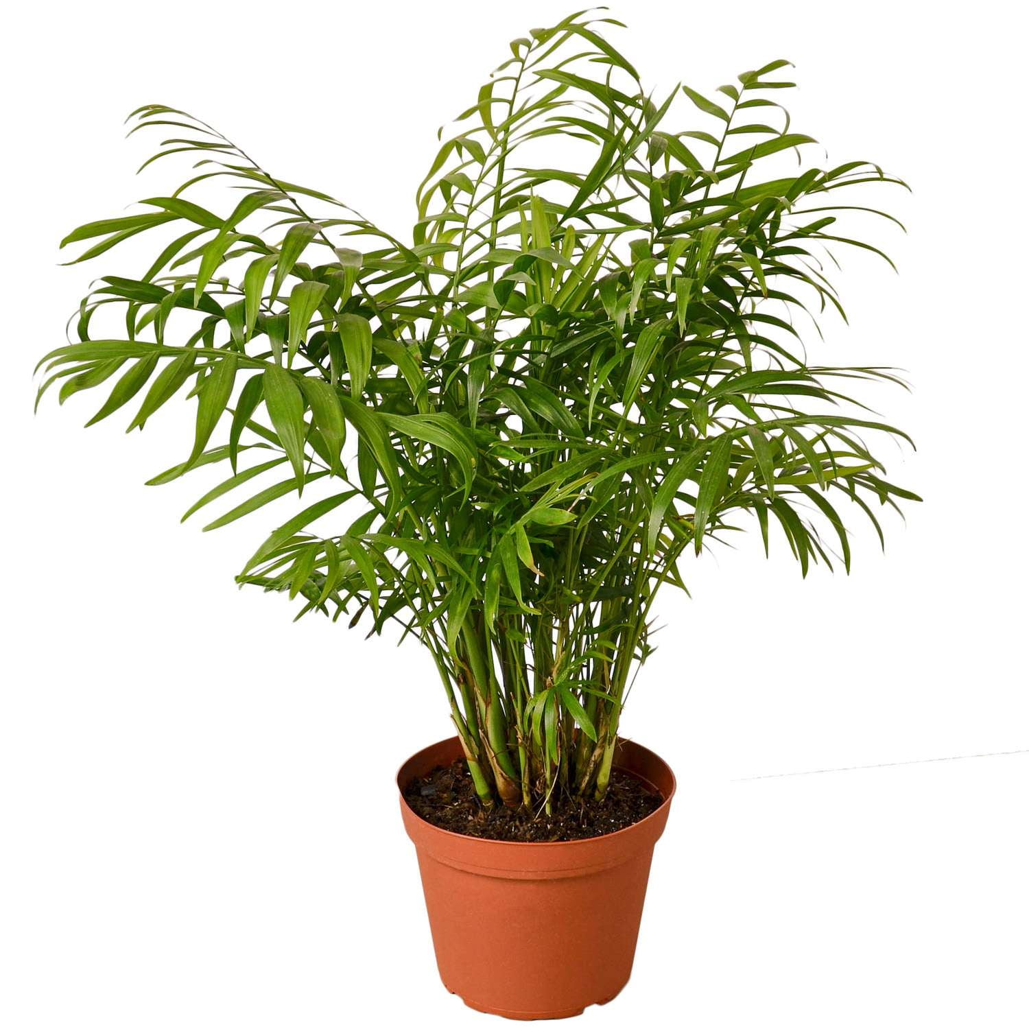 Parlor Palm Live Plant for Indoor | Different Houseplants in 4'' & 6'' Pot | Real House Plant for Living Room, Office, Desk & Bathroom | Neanthe bella palm | Chamaedorea elegans