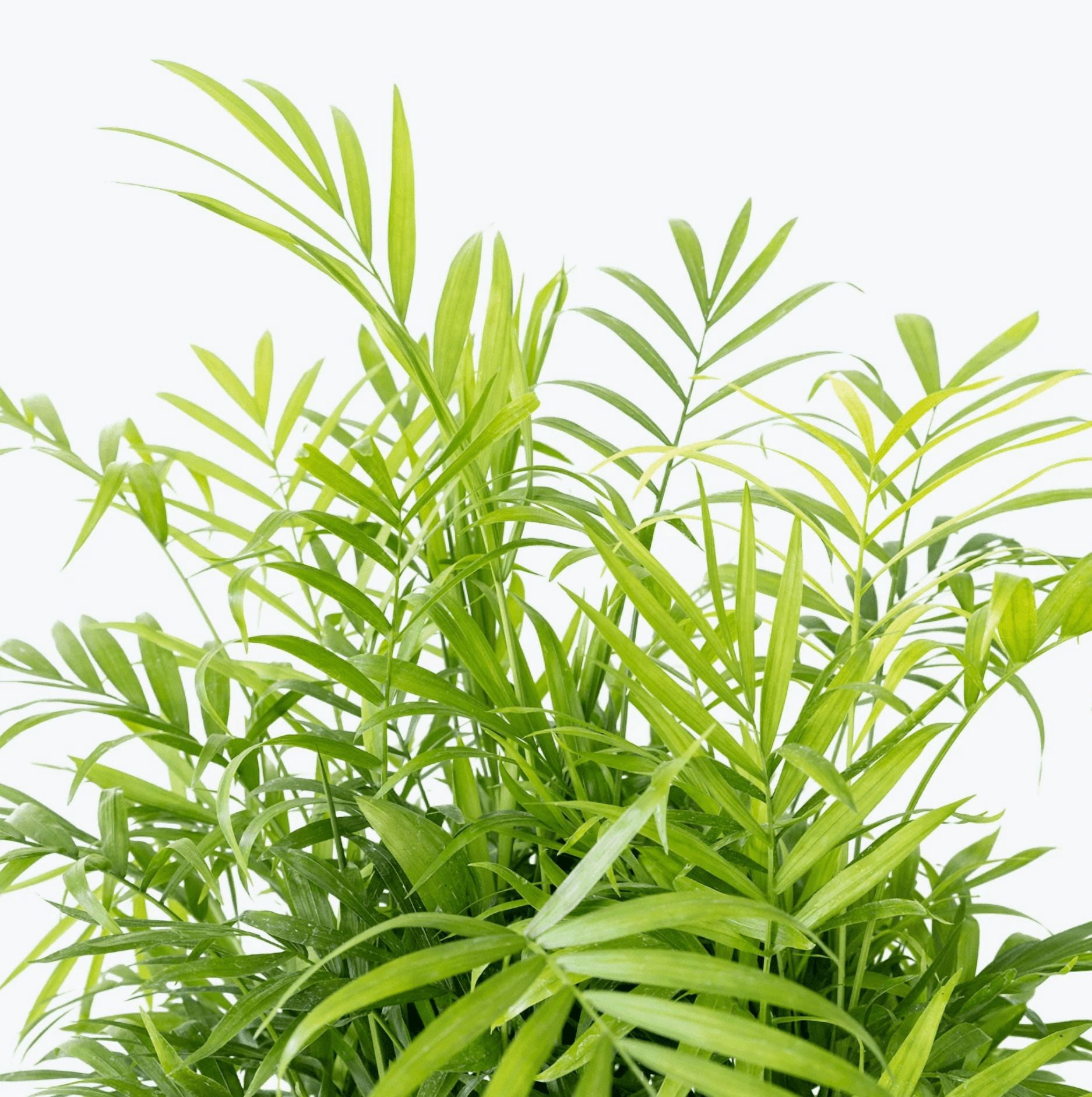 Parlor Palm Live Plant for Indoor, Neanthe Bella Palm in 2 Inch Pot | Real House Plant for Living Room, Office, Desk & Bathroom, Chamaedorea Elegans
