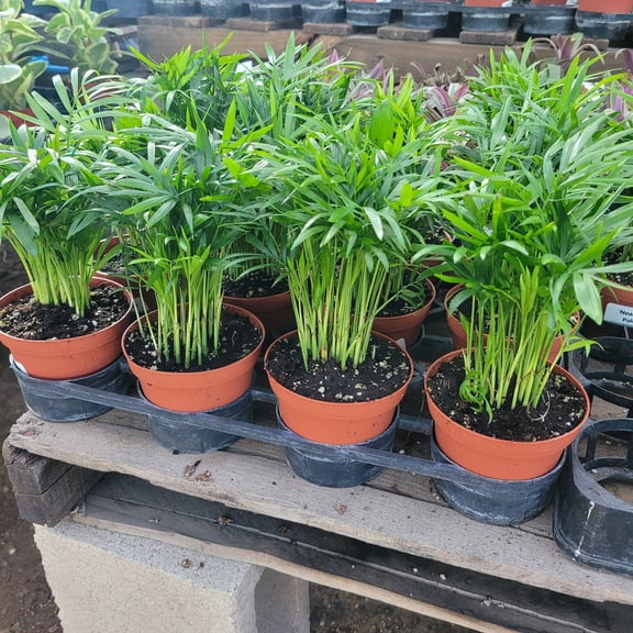 Parlor Palm Tree Chamaedorea Elegans Neanthe Bella Palm Plant 4 Inch Pot