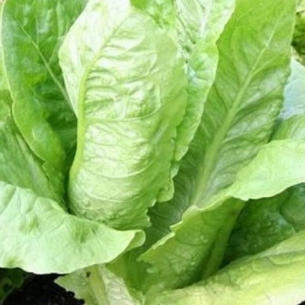 Parris Island Romaine Seeds NONGMO Heirloom Fresh Garden Seeds