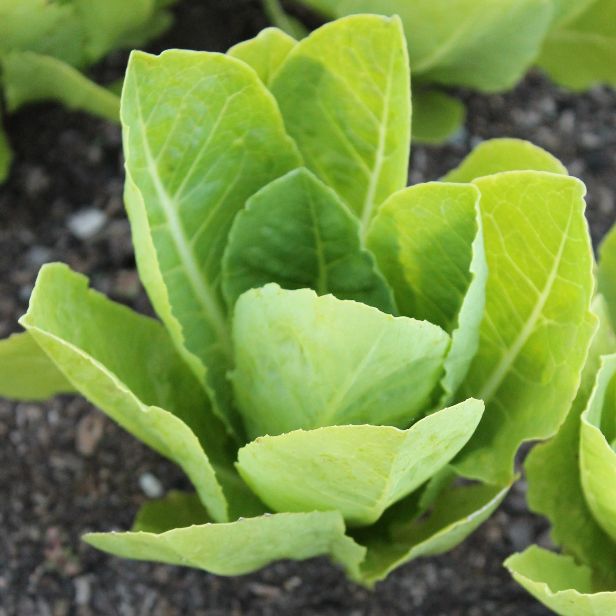 Parris White Cos Romaine Lettuce Seeds - 1 g Packet ~850 Seeds - Non ...