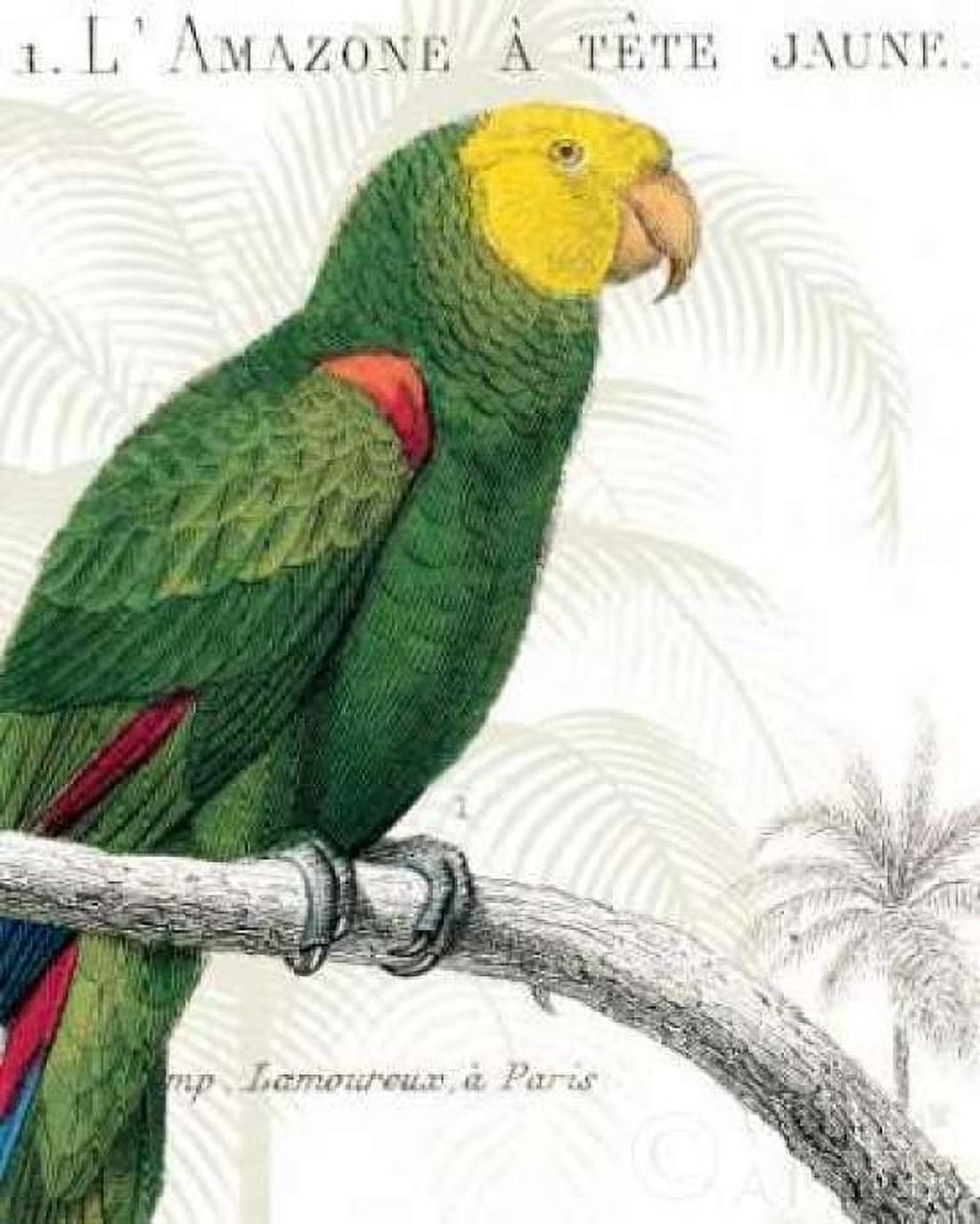 Parrot Botanique I Canvas Art - Wild Apple Portfolio (24 x 30)