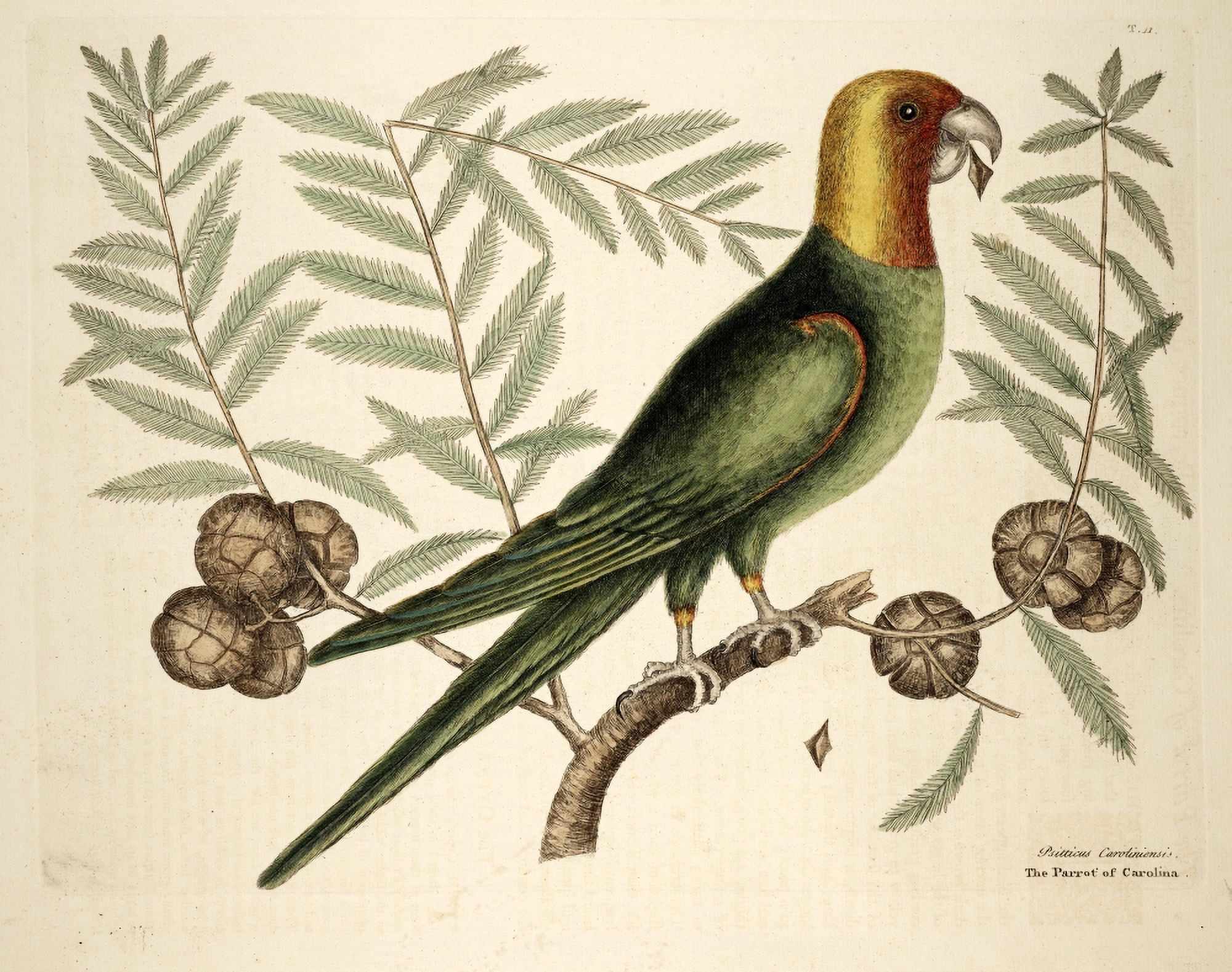 Parrot Canvas Art - Mark Catesby (18 x 24)