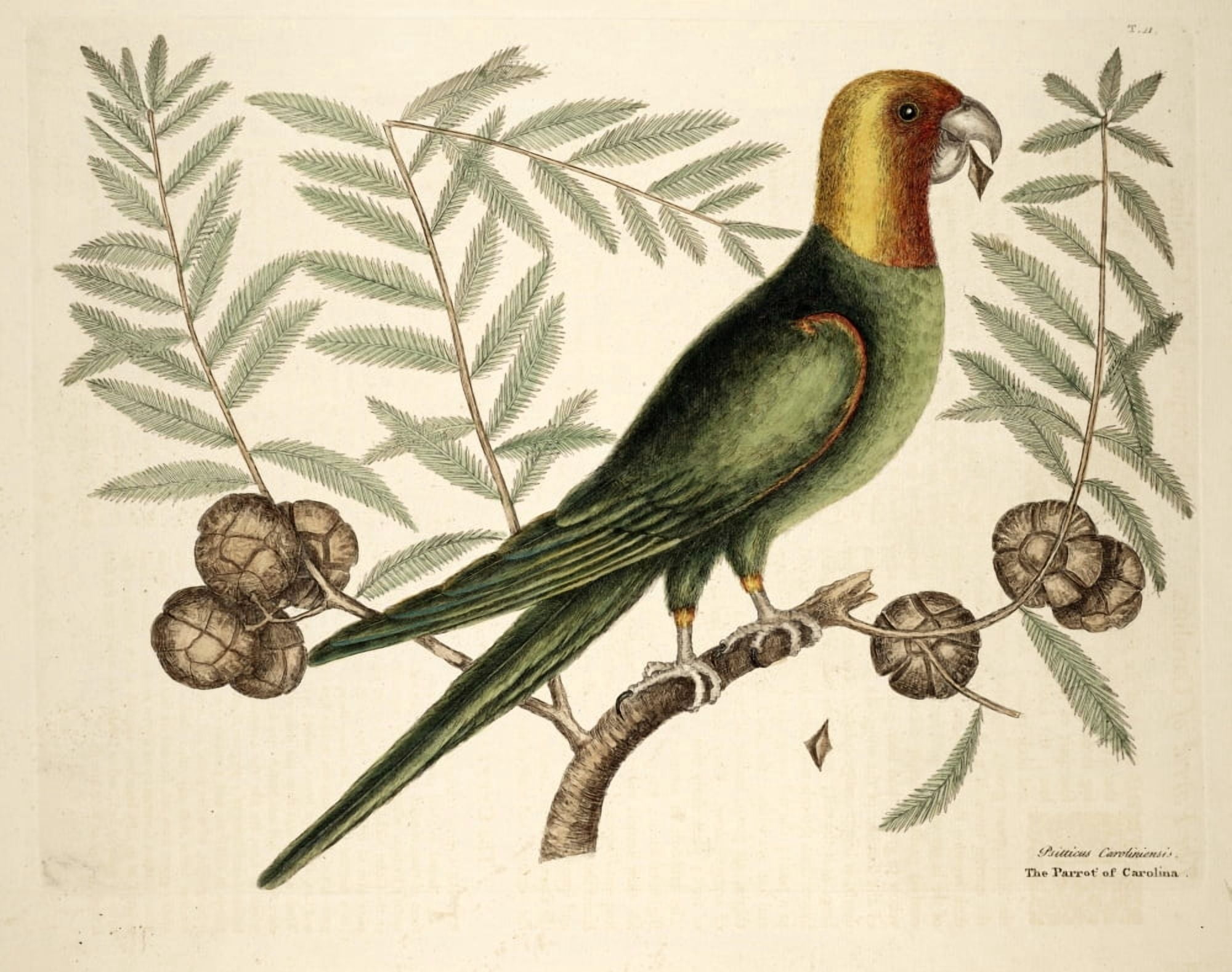 Parrot Canvas Art - Mark Catesby (24 x 36)