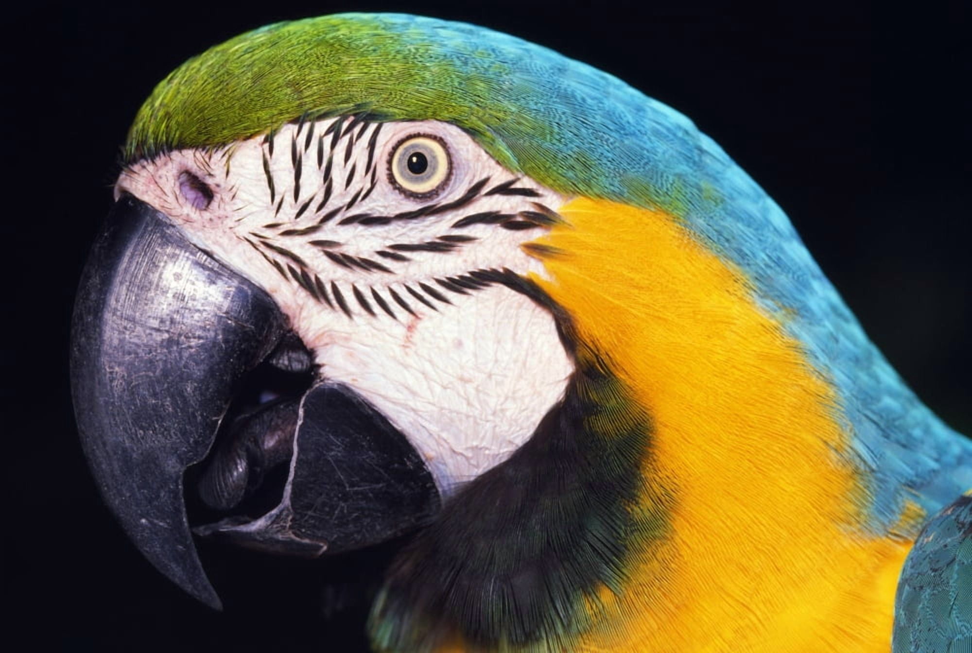 Parrot Canvas Art - Natural Selection Ralph Curtin Design Pics (36 x 24)