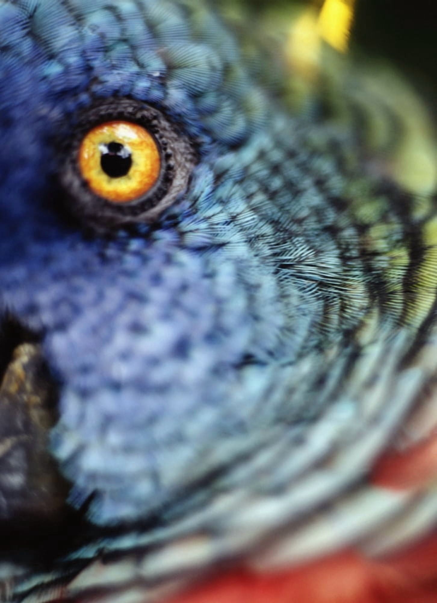 Parrot Close Up Canvas Art - Ian Cumming Design Pics (13 x 18)